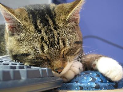 Sleepy cat 4