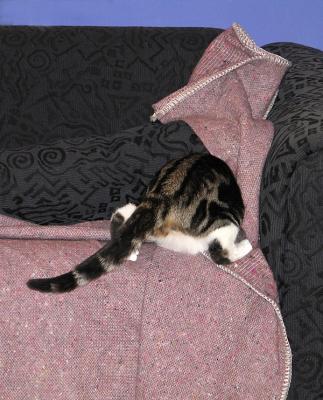 Burrowing