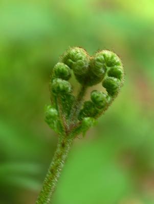 Heart bracken