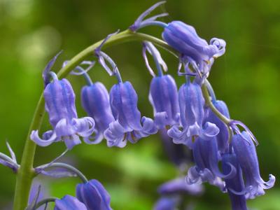 Bluebells 2006