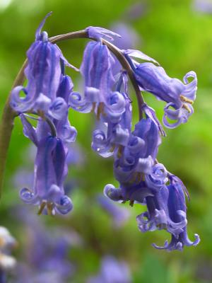 Bells 2