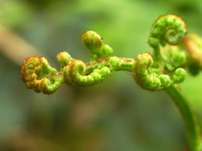 Curly bracken