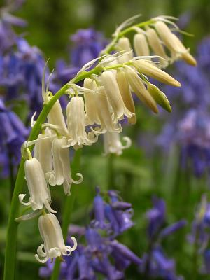 White bells