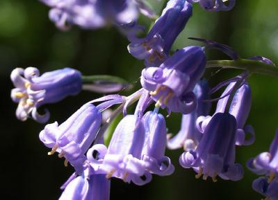 Bluebells 2