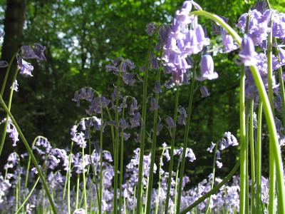 Bluebells 2006