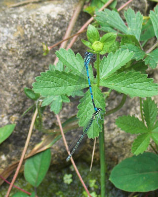 Damsel flies 2.
