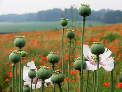 Poppy crowns