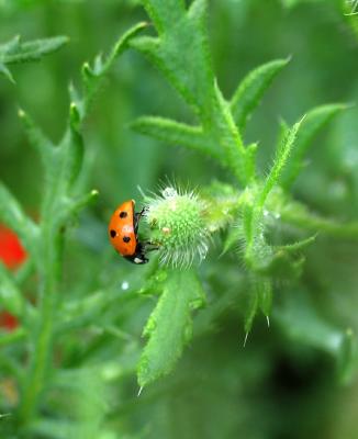 Ladybird