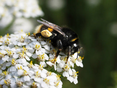 Bee