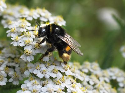 Bee 2