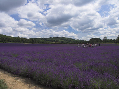 Lavender tour 2