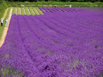 Lavender rows