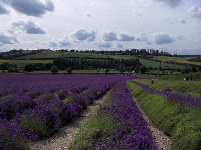 Lavender rows 2