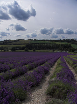 Lavender rows 3