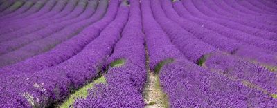Rolls of lavender