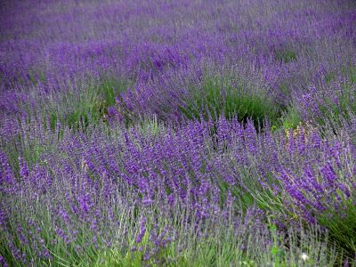 Sea of lavender