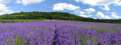 8 July... Lavender galore