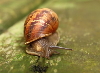 Snail 3