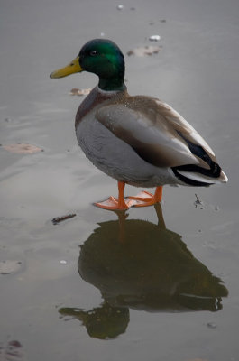 Duck 2