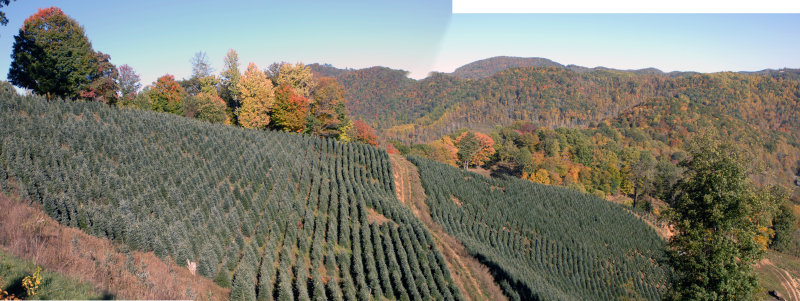 Christmas Tree Farm at Whitakers Branch Ridge 