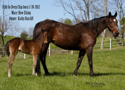 Filly by Deep Chip - Mare: How Xciting