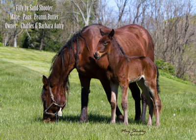 Filly by Sand Shooter - Mare: Pans Peanut Butter