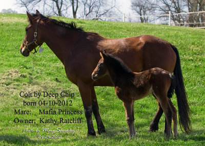 Colt by Deep Chip
