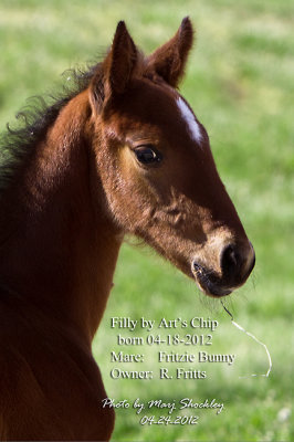 Filly by Art's Chip