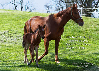 Filly by Art's Chip