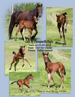 Colt by Panspacificflight-Photo 2 collage 