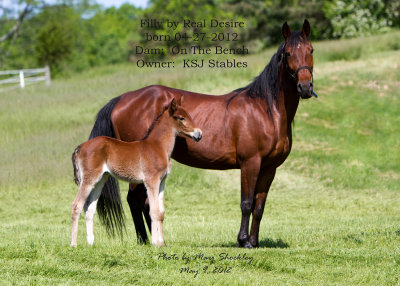 Filly by Real Desire