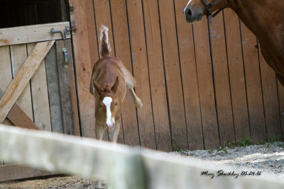 Filly 2012