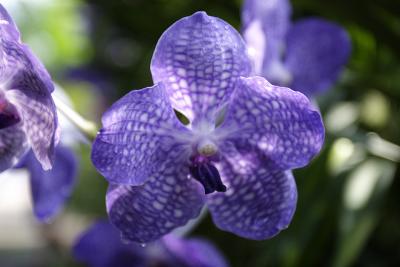 Thailand Orchids