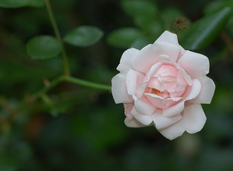PinkFlower