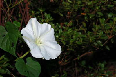 MoonFlower_5081sm.jpg