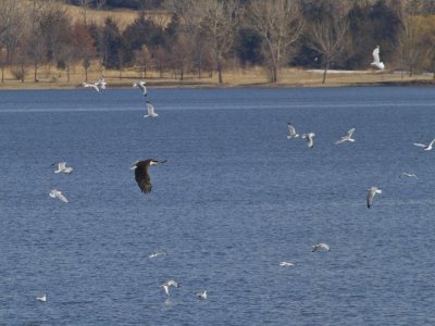 Bald Eagle and Ring-billed Gulls