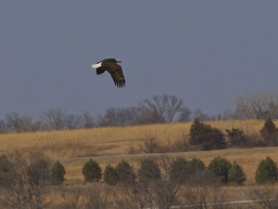 Bald Eagle