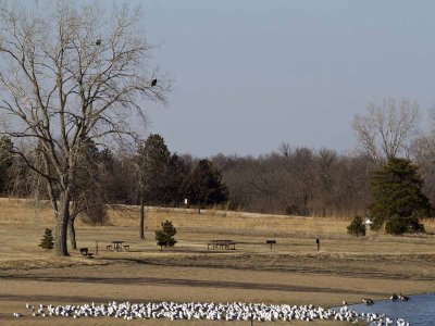 Bald Eagles, Ring-billed Gulls and Canada Geese