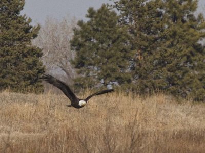 Bald Eagle