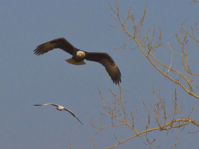 Bald Eagle and Ring-billed Gull