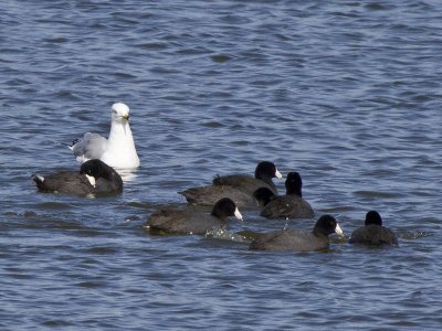 Ring-billed Gull and
American Coots