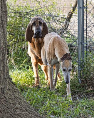 Rosie, Bloodhound
Possum, Greyhound