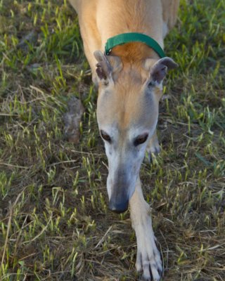 Possum
Greyhound