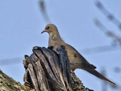 Mourning Dove
