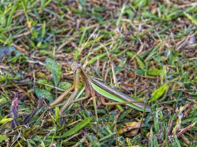 Praying Mantis