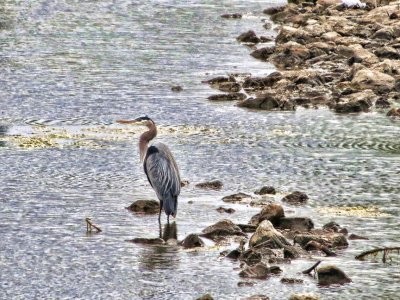 Great Blue Heron