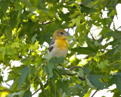 Baltimore Oriole (1st year female)