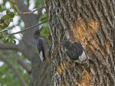 Juvenile Red-headed Woodpeckers