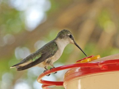 Ruby-throated Hummingbird
female