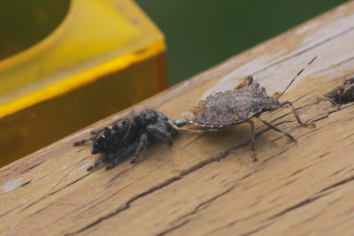 Jumping Spider and Stinkbug2 wk1 IMG_1911.jpg